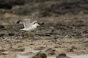 David Plant Photography - Wildlife Photography - Yellow-legged gull - B