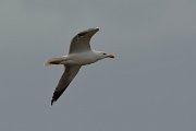 David Plant Photography - Wildlife Photography - Yellow-legged gull - C