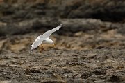 David Plant Photography - Wildlife Photography - Yellow-legged gull - D