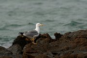 David Plant Photography - Wildlife Photography - Yellow-legged gull - E