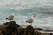 David Plant Photography - Wildlife Photography - Yellow-legged gull - G