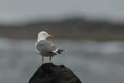 David Plant Photography - Wildlife Photography - Yellow-legged gull - H