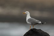 David Plant Photography - Wildlife Photography - Yellow-legged gull - I