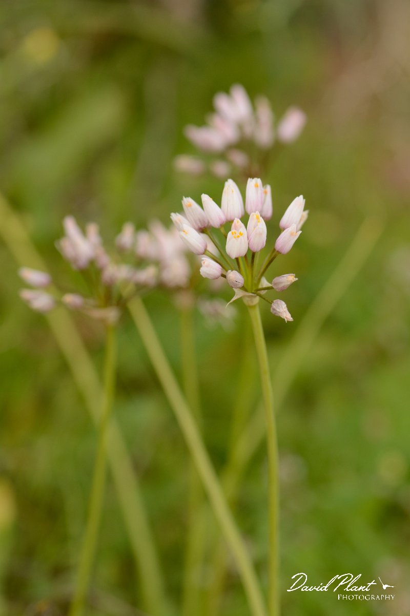 David Plant Photography - Wildlife Photography - Allium roseum - A.jpg - Allium roseum