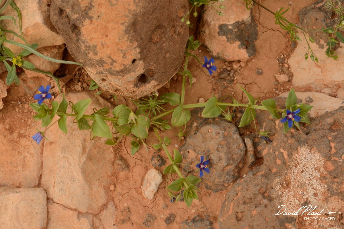 David Plant Photography - Wildlife Photography - Blue pimpernel - A.jpg - Lysimachia foemina