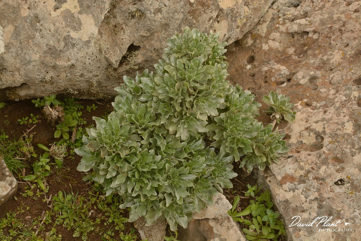 David Plant Photography - Wildlife Photography - Canary Island daisy - A.jpg - Asteriscus sericeus