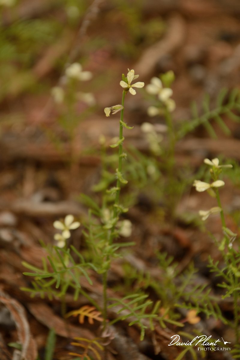 David Plant Photography - Wildlife Photography - Carrichtera annua - A.jpg - Carrichtera annua