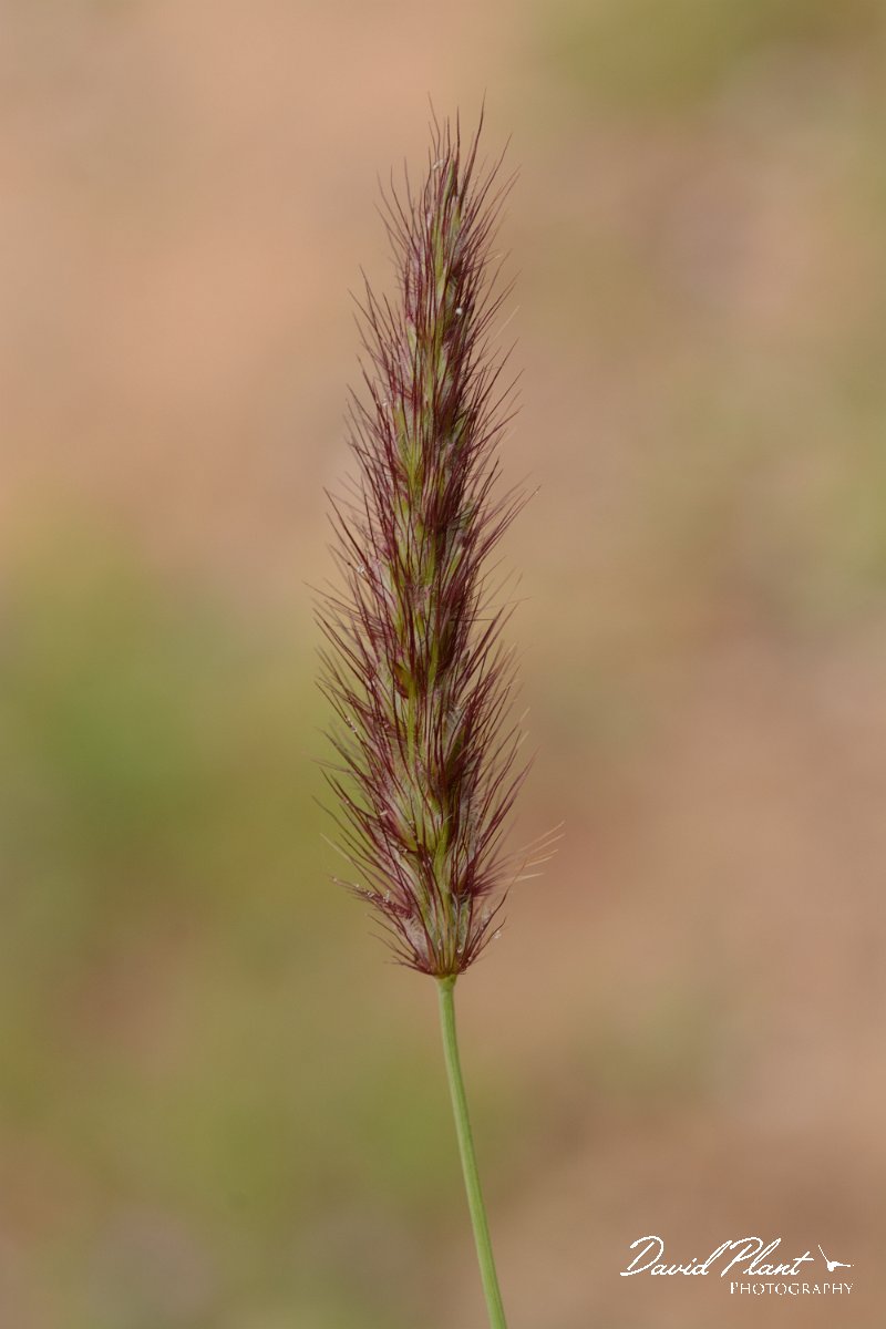 David Plant Photography - Wildlife Photography - Cenchrus ciliaris - A.jpg - Cenchrus ciliaris