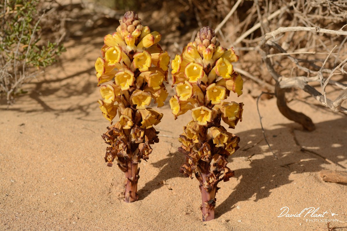 David Plant Photography - Wildlife Photography - Cistanche phelypaea - B.jpg - Cistanche phelypaea