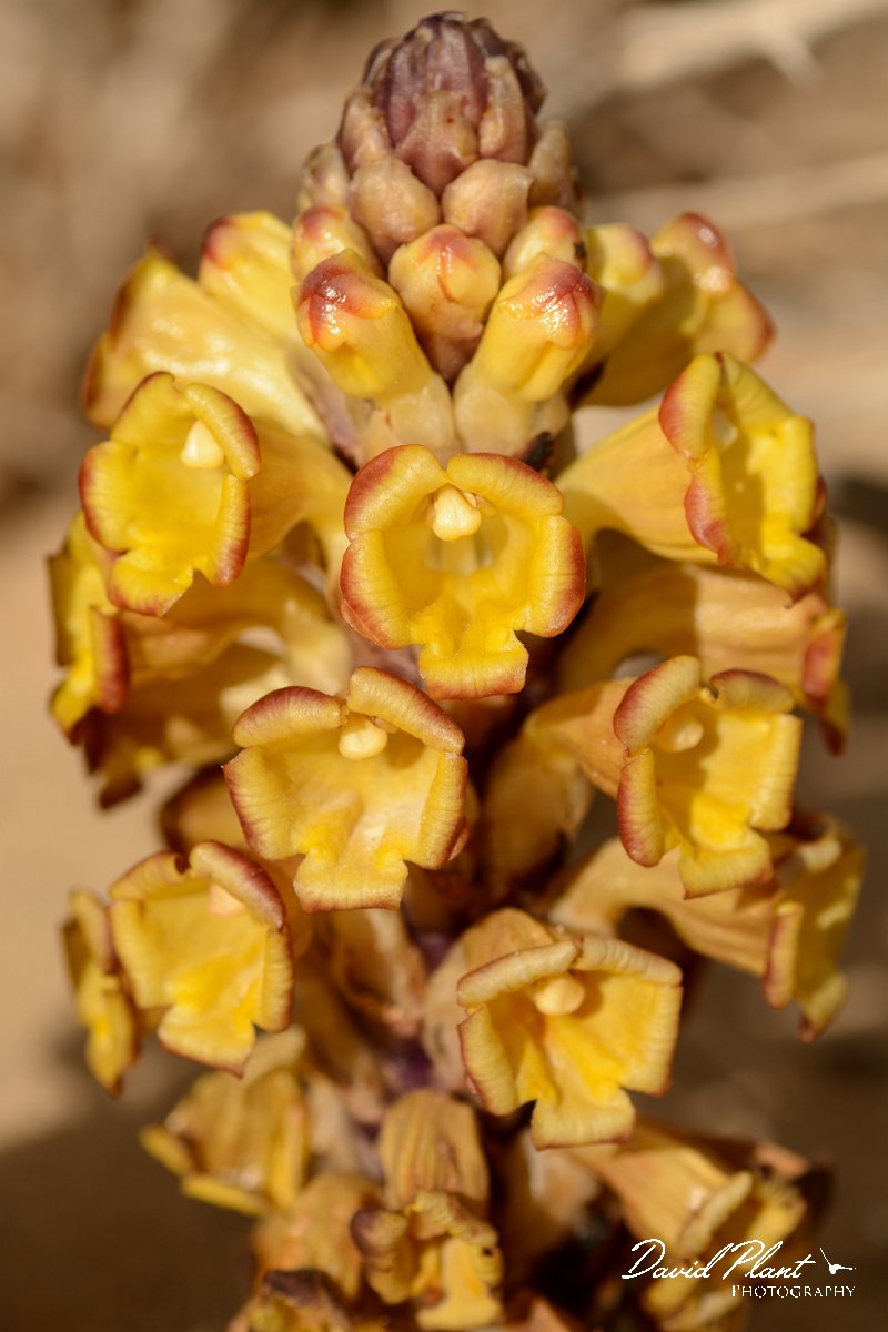 David Plant Photography - Wildlife Photography - Cistanche phelypaea - C.jpg - Cistanche phelypaea