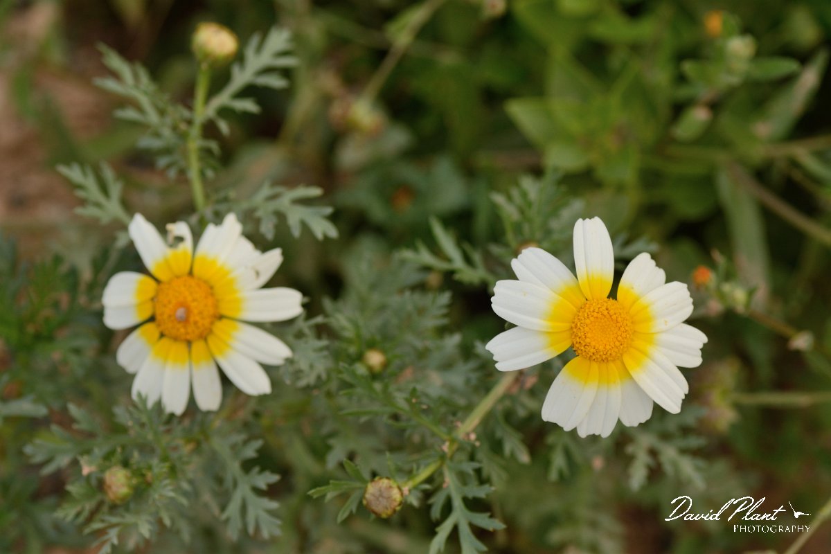 David Plant Photography - Wildlife Photography - Crown daisy - B.jpg - Glebionis coronaria