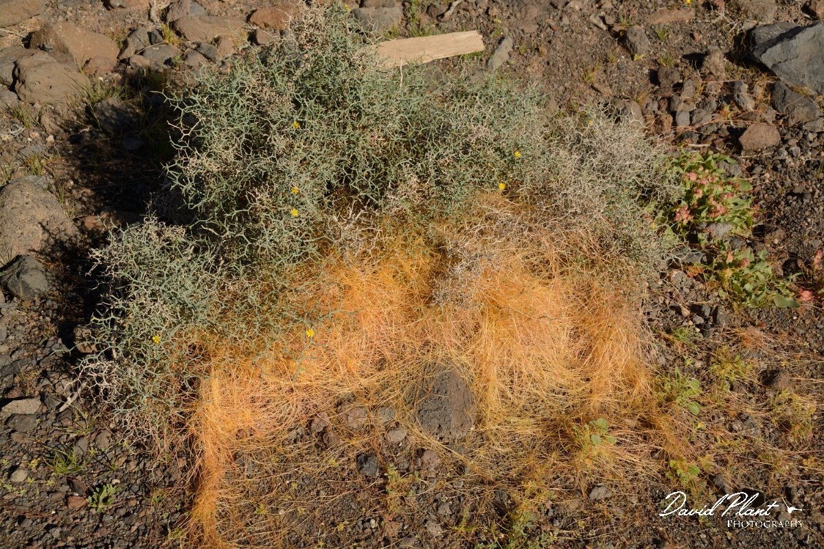 David Plant Photography - Wildlife Photography - Cuscuta approsimata - A.jpg - Cuscuta approsimata