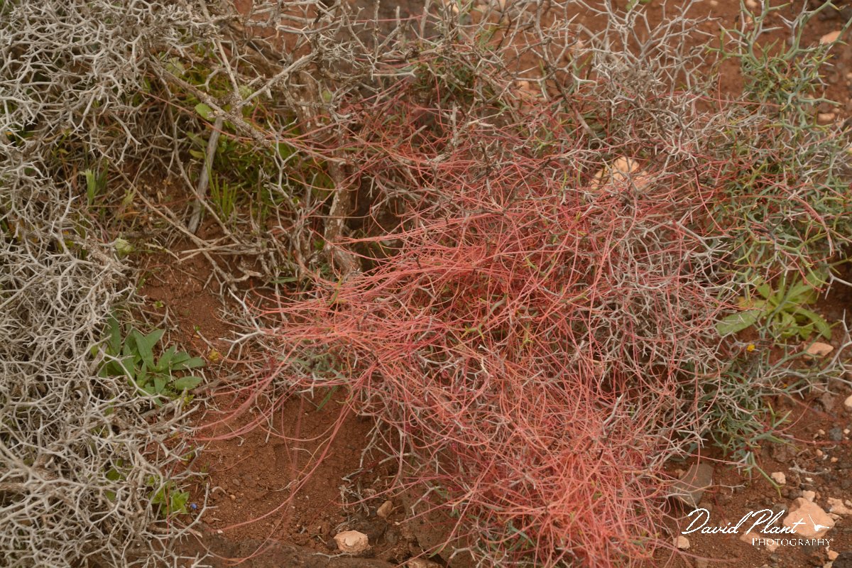 David Plant Photography - Wildlife Photography - Cuscuta planiflora - A.jpg - Cuscuta planiflora