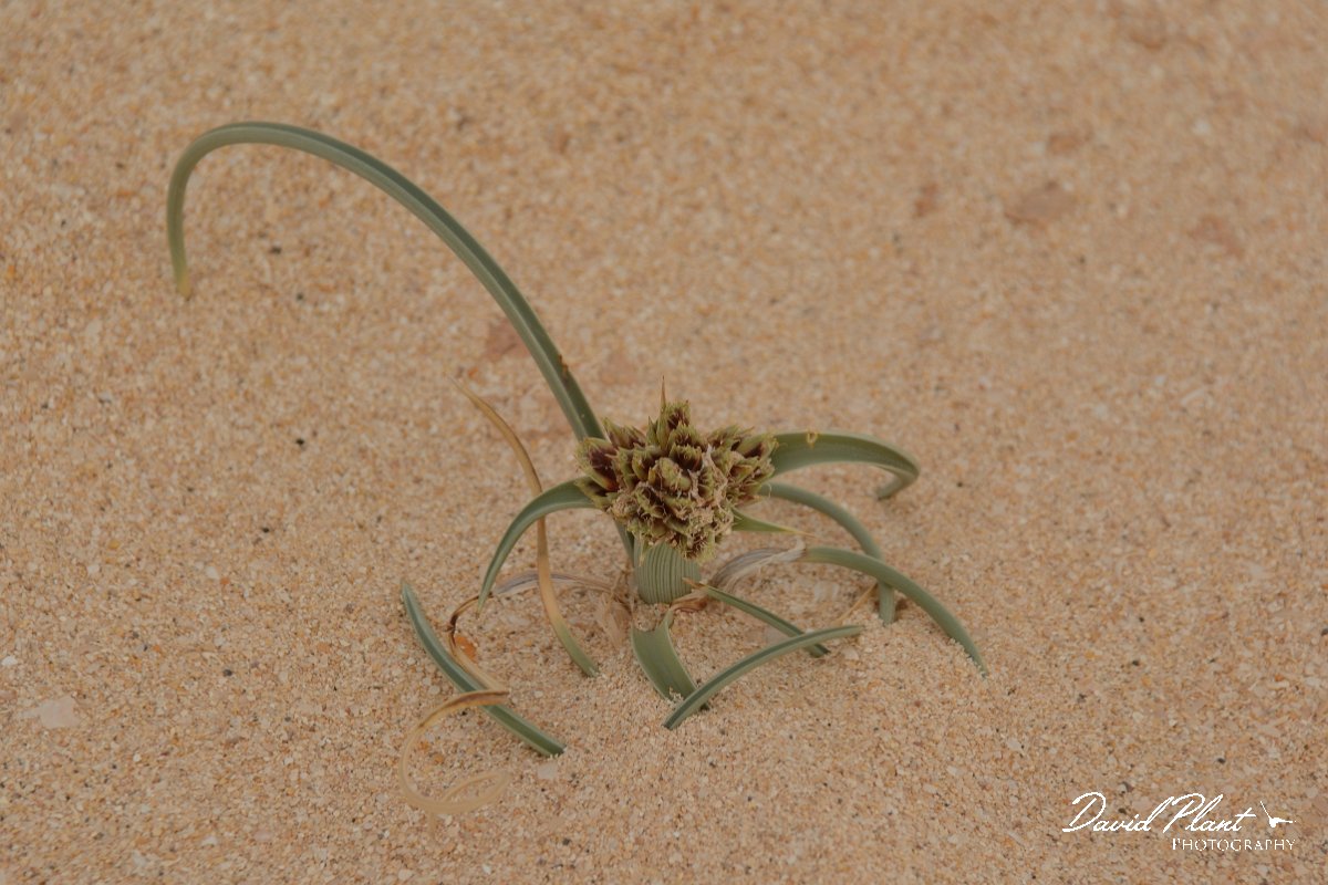 David Plant Photography - Wildlife Photography - Cyperus capitatus - A.jpg - Cyprus capitatus