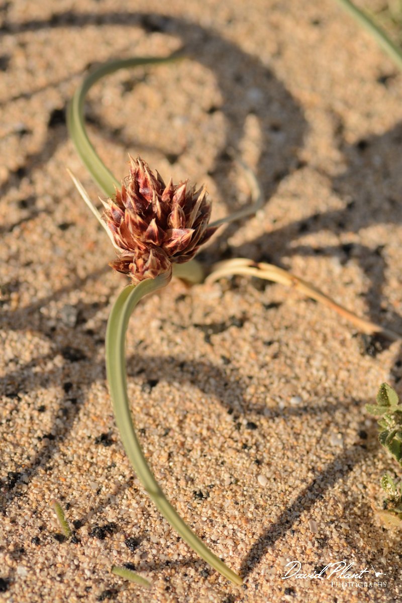 David Plant Photography - Wildlife Photography - Cyperus capitatus - B.jpg - Cyprus capitatus