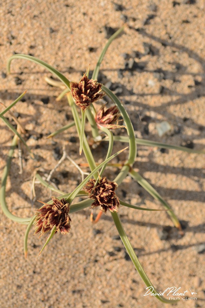 David Plant Photography - Wildlife Photography - Cyperus capitatus - C.jpg - Cyprus capitatus