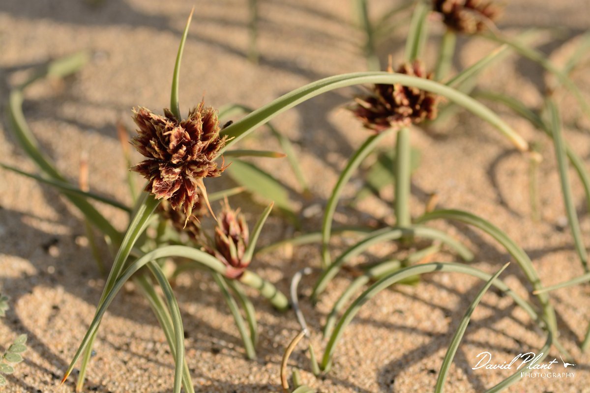 David Plant Photography - Wildlife Photography - Cyperus capitatus - D.jpg - Cyprus capitatus