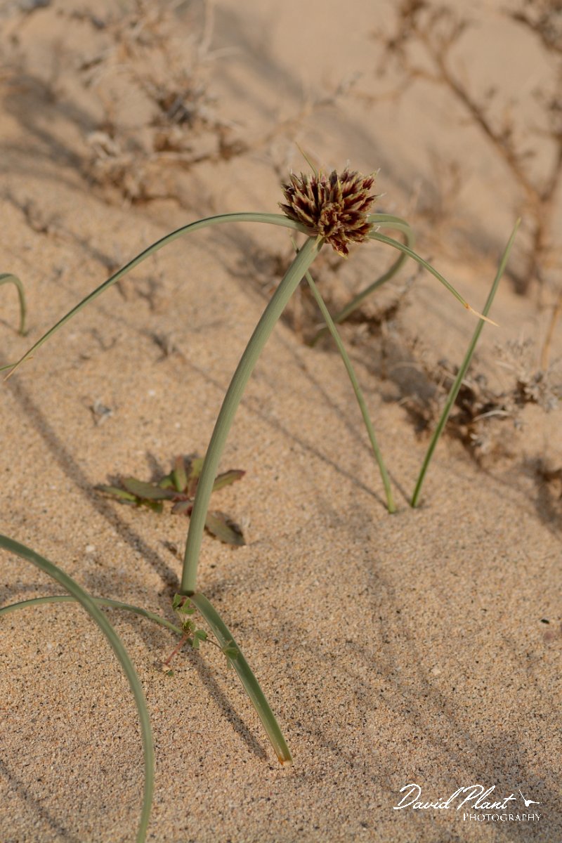 David Plant Photography - Wildlife Photography - Cyperus capitatus - E.jpg - Cyprus capitatus