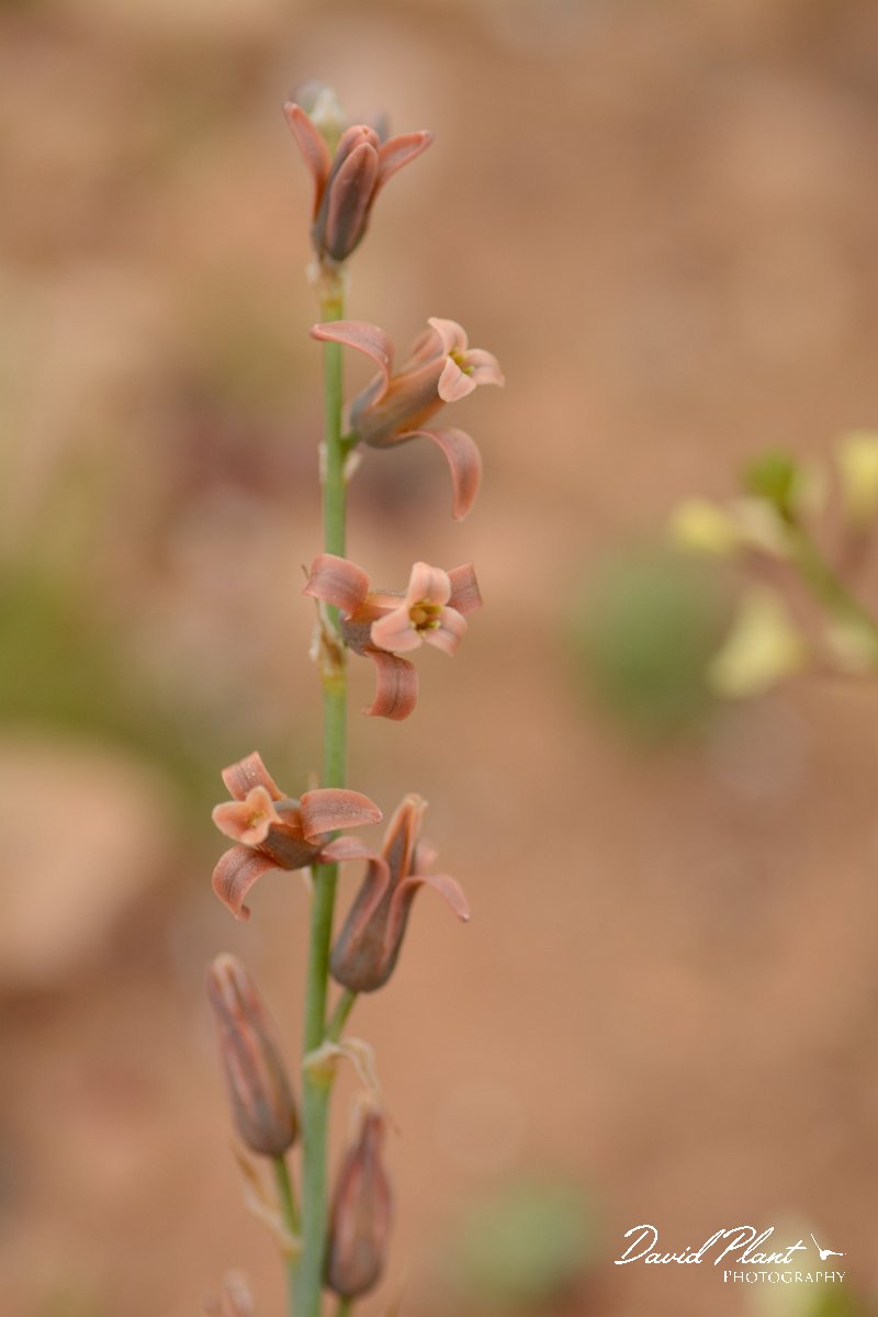 David Plant Photography - Wildlife Photography - Dipcadi serotinums - A.jpg - Dipcadi serotinums