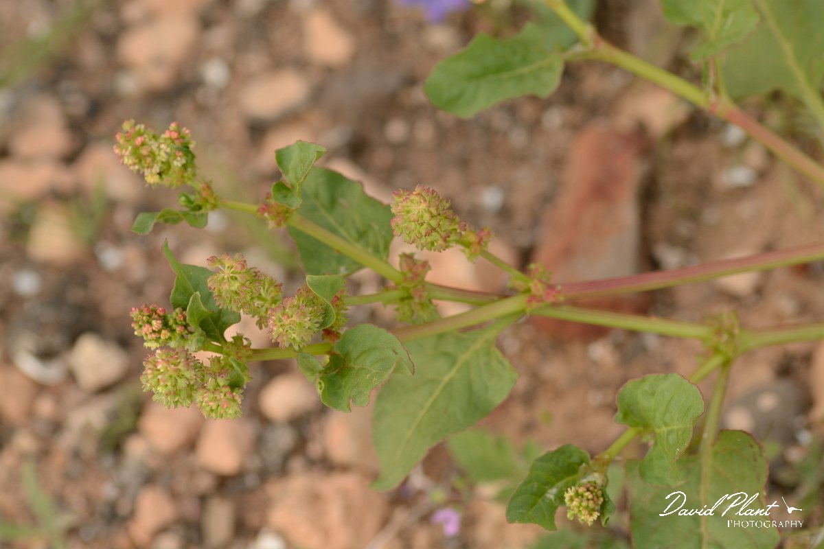 David Plant Photography - Wildlife Photography - Emex spinosa - A.jpg - Emex spinosa