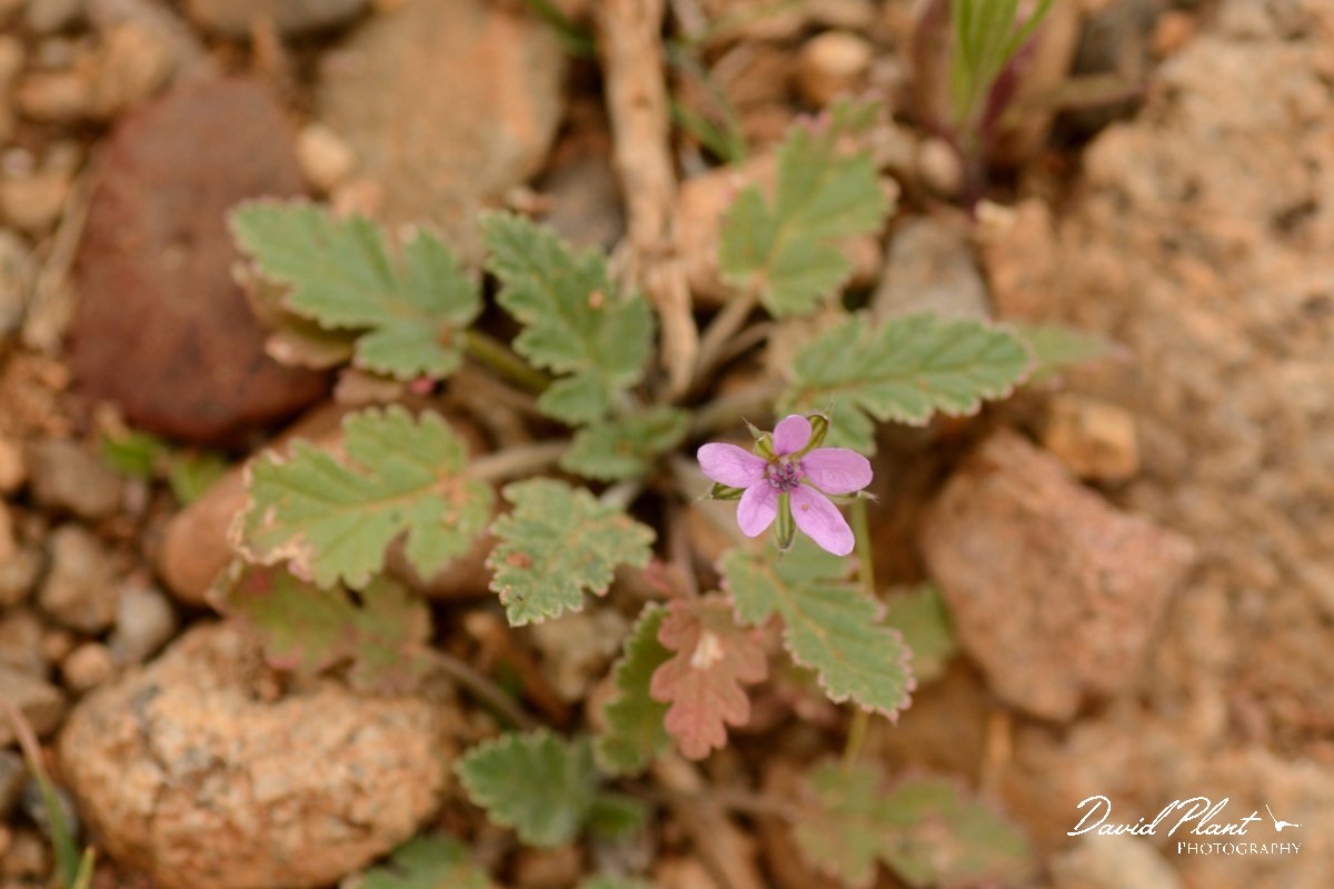David Plant Photography - Wildlife Photography - Erodium neuradifolium - A.jpg - Erodium neuradifolium