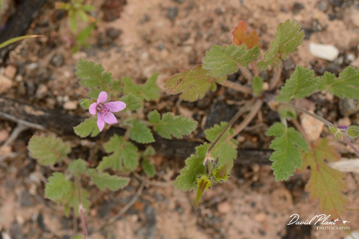 David Plant Photography - Wildlife Photography - Erodium neuradifolium - B.jpg - Erodium neuradifolium