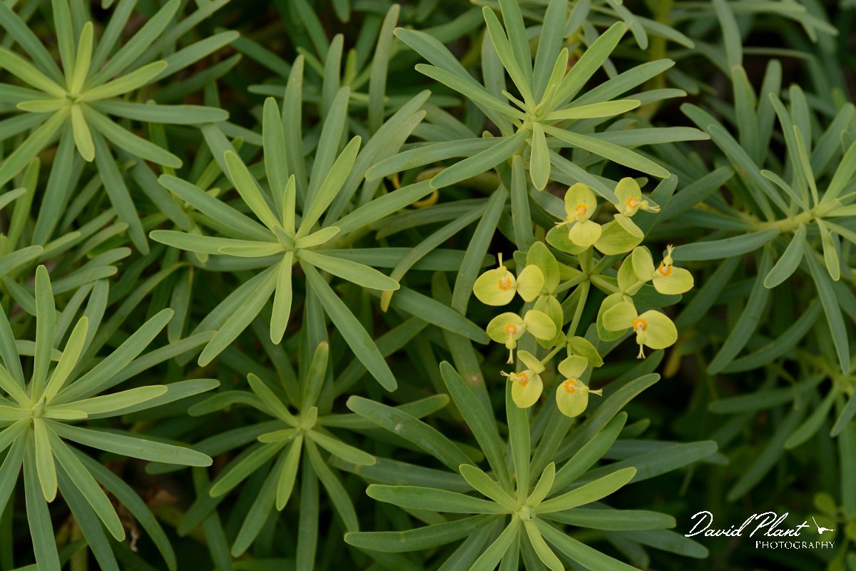 David Plant Photography - Wildlife Photography - Euphorbia regis-jubae - A.jpg - Euphorbia regis-jubae