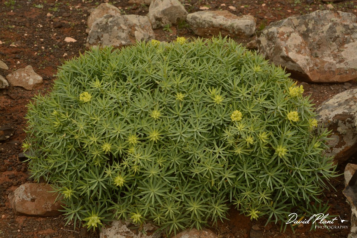 David Plant Photography - Wildlife Photography - Euphorbia regis-jubae - B.jpg - Euphorbia regis-jubae