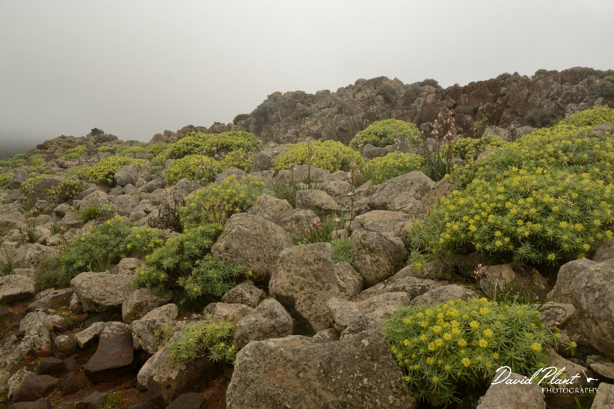 David Plant Photography - Wildlife Photography - Euphorbia regis-jubae - C.jpg - Euphorbia regis-jubae