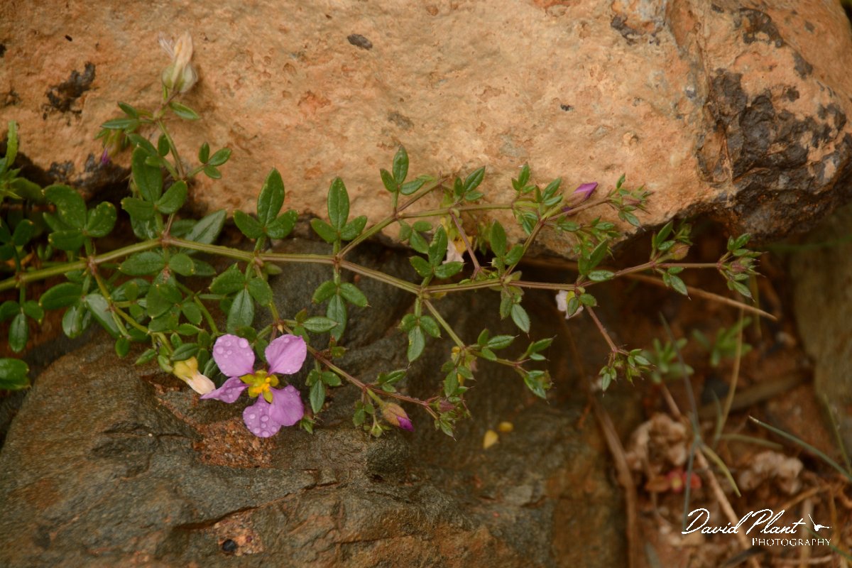 David Plant Photography - Wildlife Photography - Fagonia cretica - A.jpg - Fagonia cretica