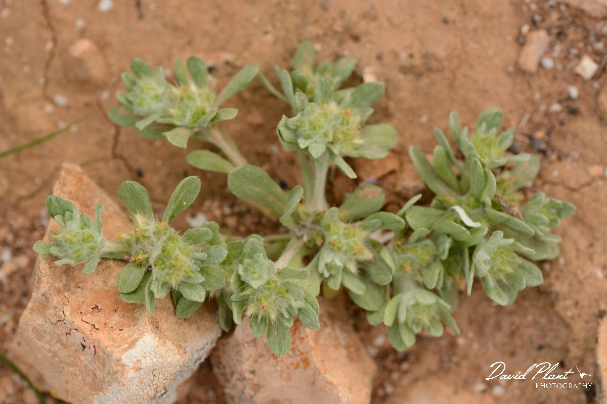 David Plant Photography - Wildlife Photography - Filago desertorum - A.jpg - Filago desertorum