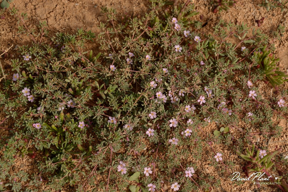 David Plant Photography - Wildlife Photography - Frankenia capitata - A.jpg - Frankenia capitata