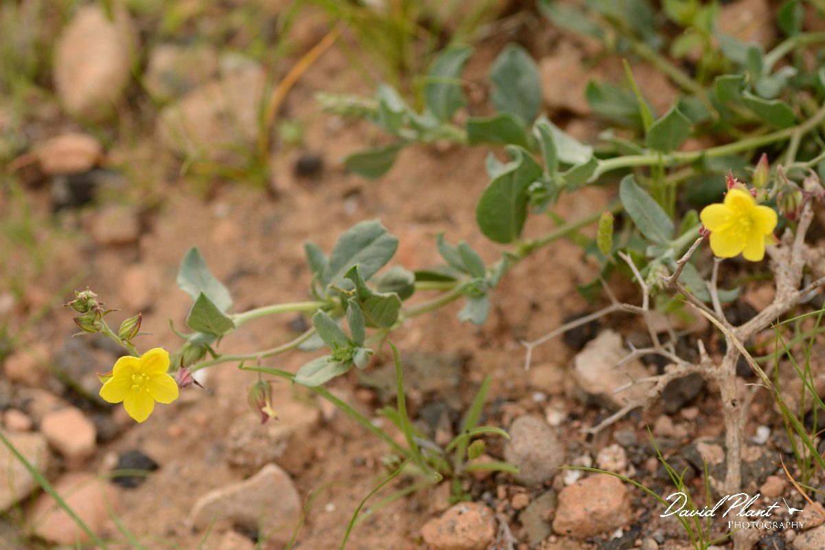David Plant Photography - Wildlife Photography - Helianthemum canariense - A.jpg - Helianthemum ledifolium
