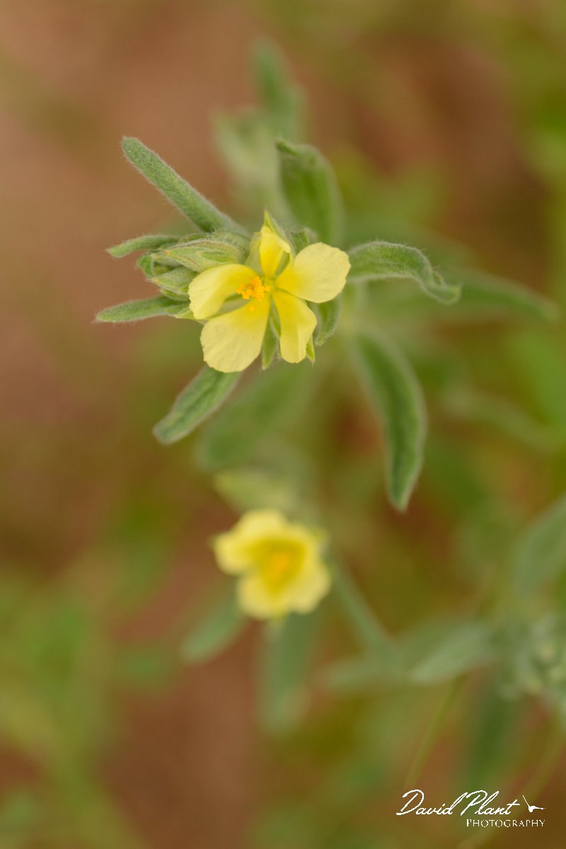 David Plant Photography - Wildlife Photography - Helianthemum ledifolium - A.jpg - Helianthemum ledifolium