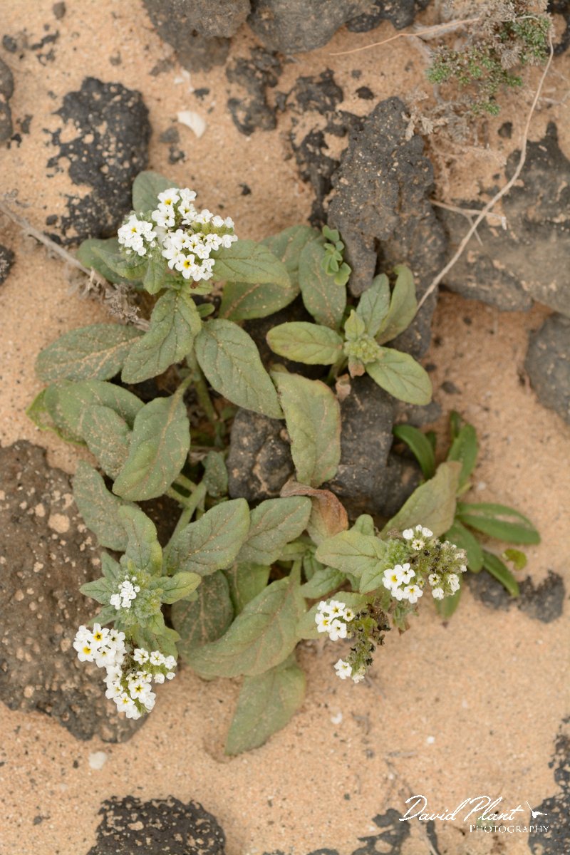 David Plant Photography - Wildlife Photography - Heliotropium ramosissimum - A.jpg - Heliotropium ramosissimum
