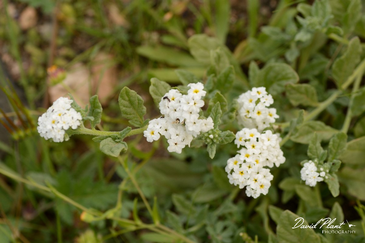 David Plant Photography - Wildlife Photography - Heliotropium ramosissimum - B.jpg - Heliotropium ramosissimum