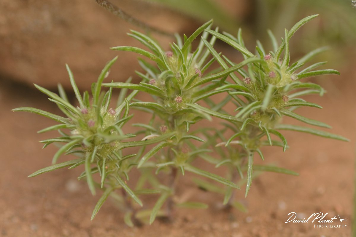 David Plant Photography - Wildlife Photography - Ifloga spicata - A.jpg - Ifoga spicata