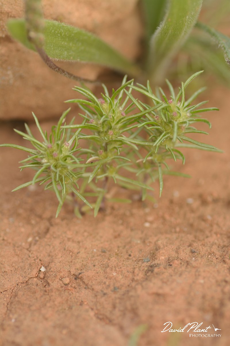 David Plant Photography - Wildlife Photography - Ifloga spicata - B.jpg - Ifoga spicata