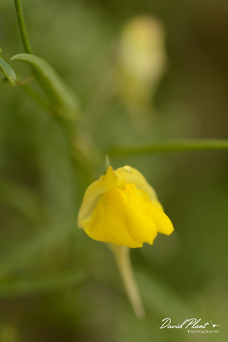 David Plant Photography - Wildlife Photography - Kickxia sagittata - A.jpg - Kickxia sagittata