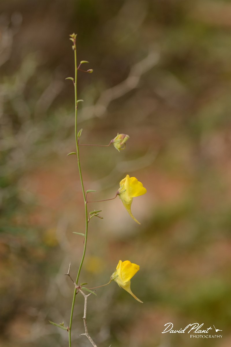 David Plant Photography - Wildlife Photography - Kickxia sagittata - B.jpg - Kickxia sagittata