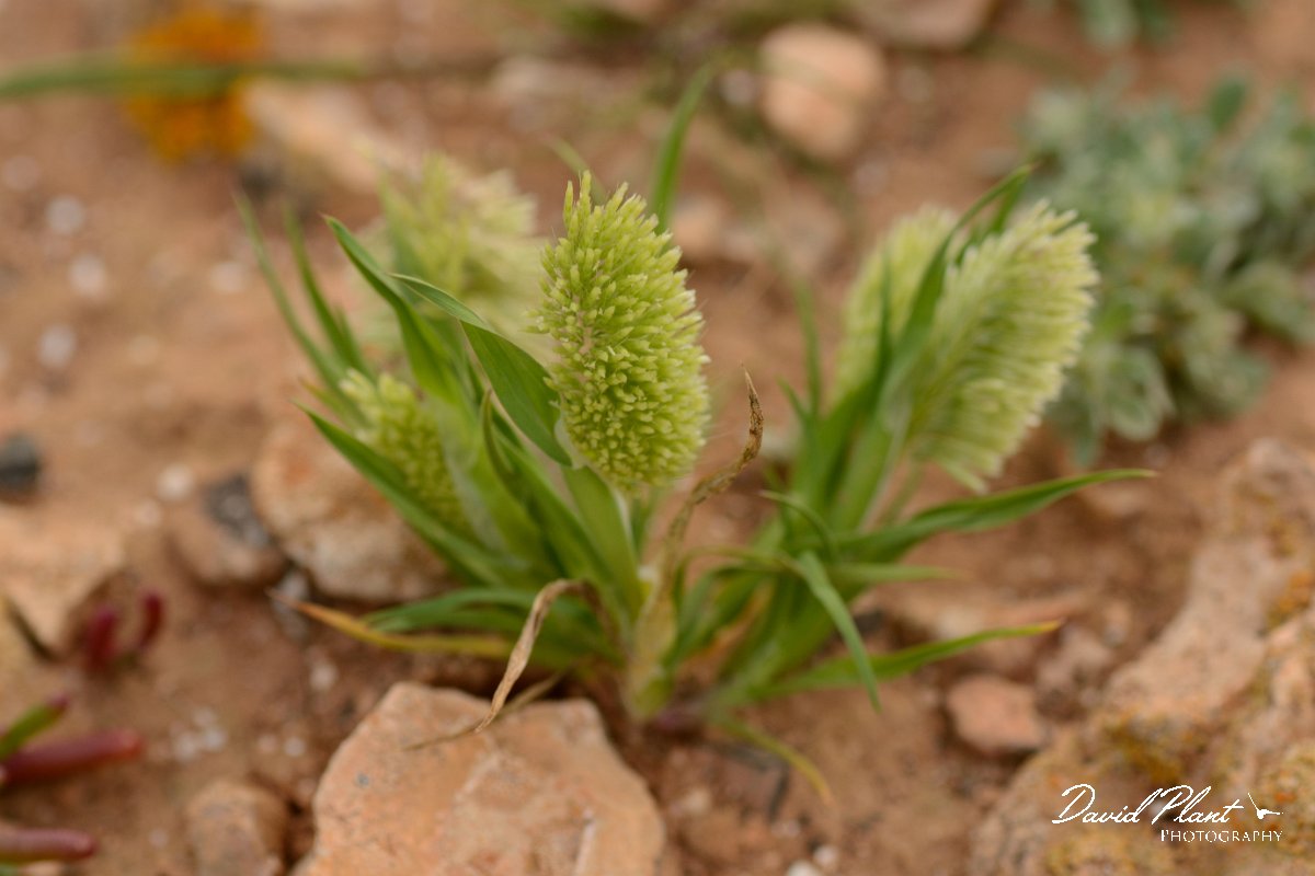 David Plant Photography - Wildlife Photography - Lamarckia aurea - A.jpg - Lamarckia aurea