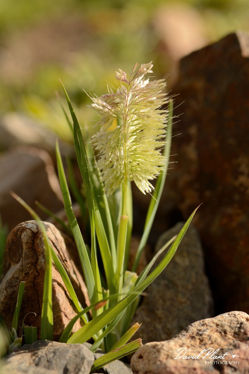 David Plant Photography - Wildlife Photography - Lamarckia aurea - B.jpg - Lamarckia aurea