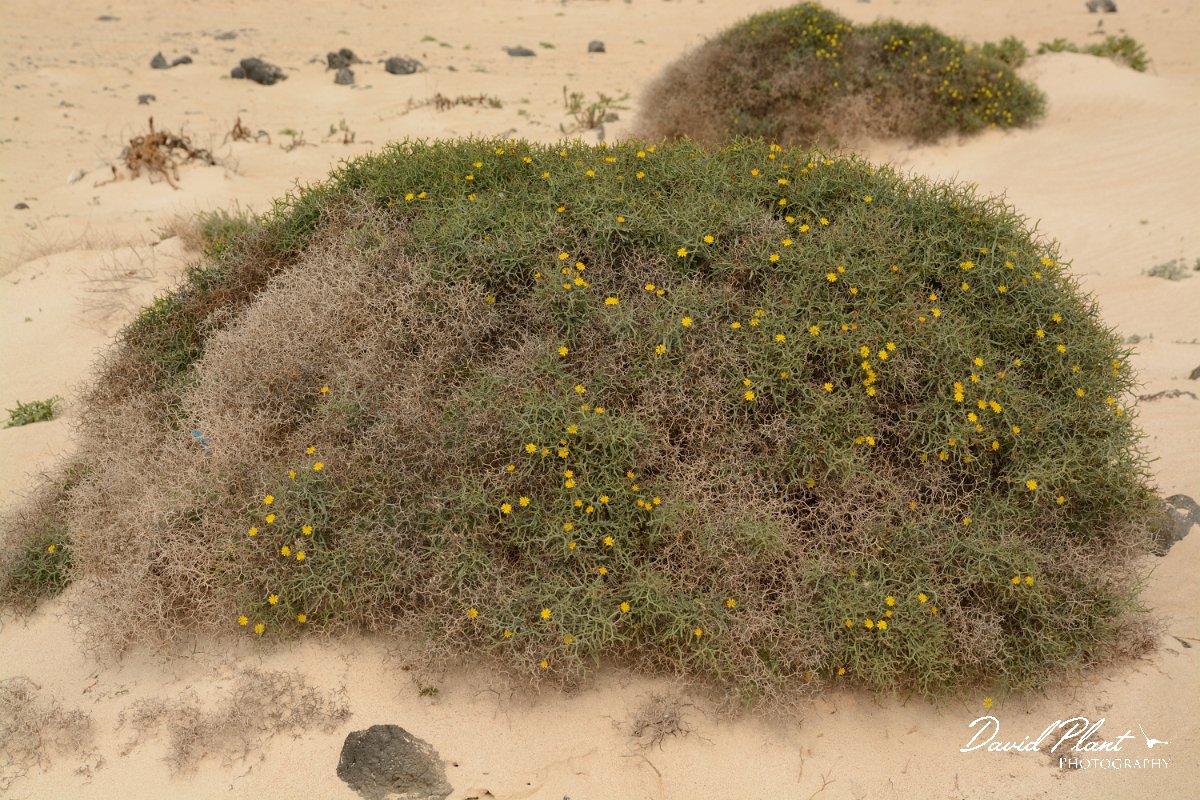 David Plant Photography - Wildlife Photography - Launaea arborescens - A.jpg - Launaea arborsecens