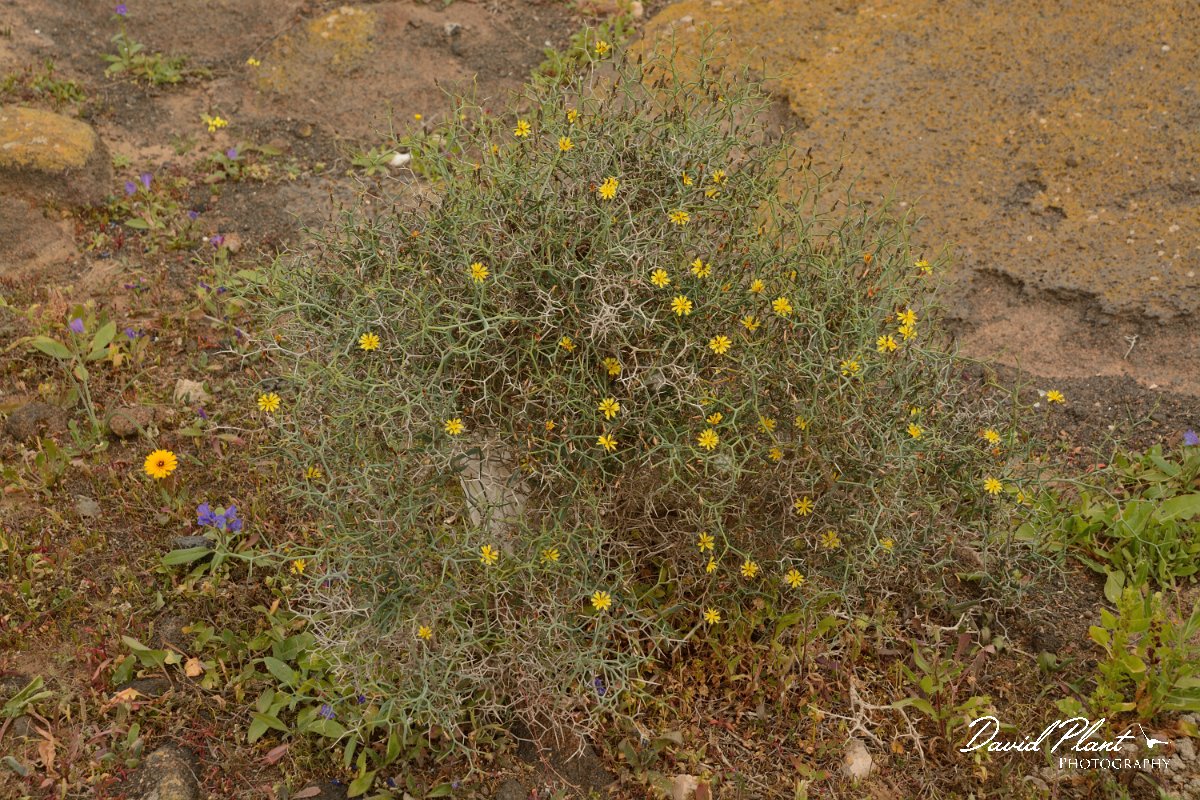 David Plant Photography - Wildlife Photography - Launaea arborescens - C.jpg - Launaea arborsecens