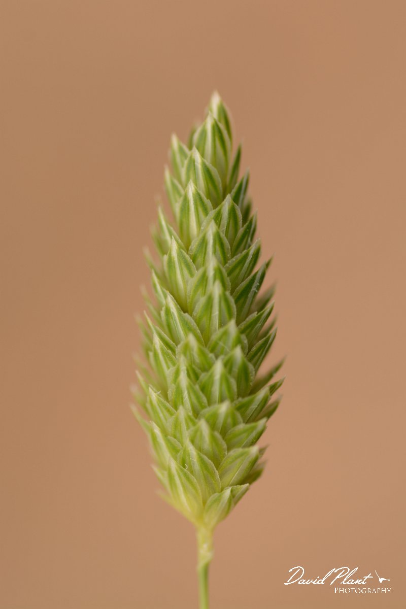 David Plant Photography - Wildlife Photography - Lesser canary-grass - A.jpg - Phalaris minor