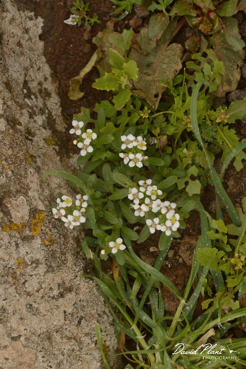 David Plant Photography - Wildlife Photography - Lobularia libyca - A.jpg - Lobularia libyca