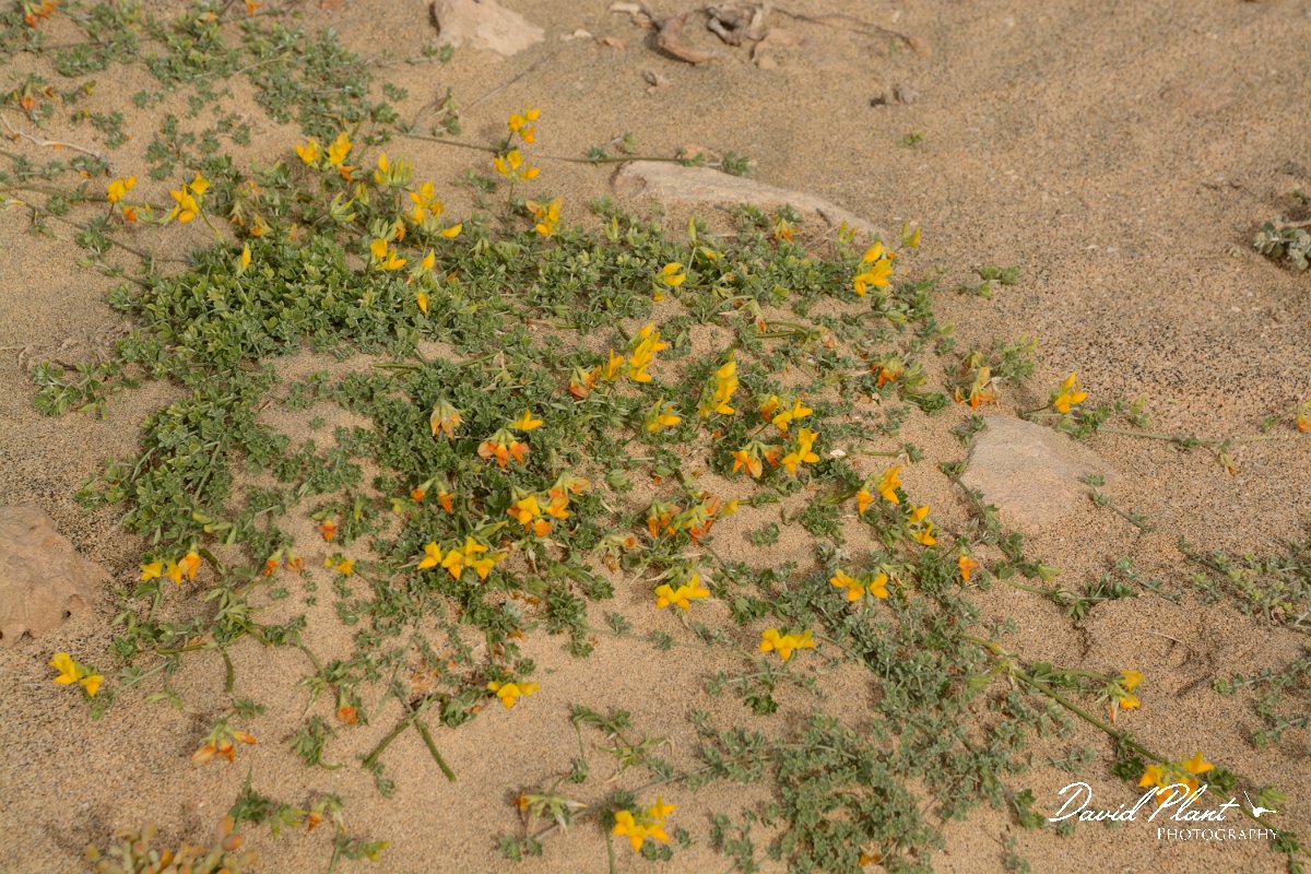 David Plant Photography - Wildlife Photography - Lotus glaucus - A.jpg - Lotus glauca