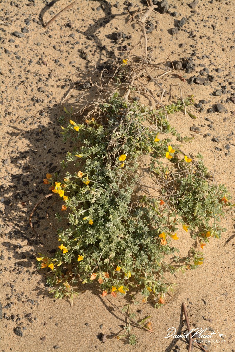 David Plant Photography - Wildlife Photography - Lotus glaucus - B.jpg - Lotus glauca