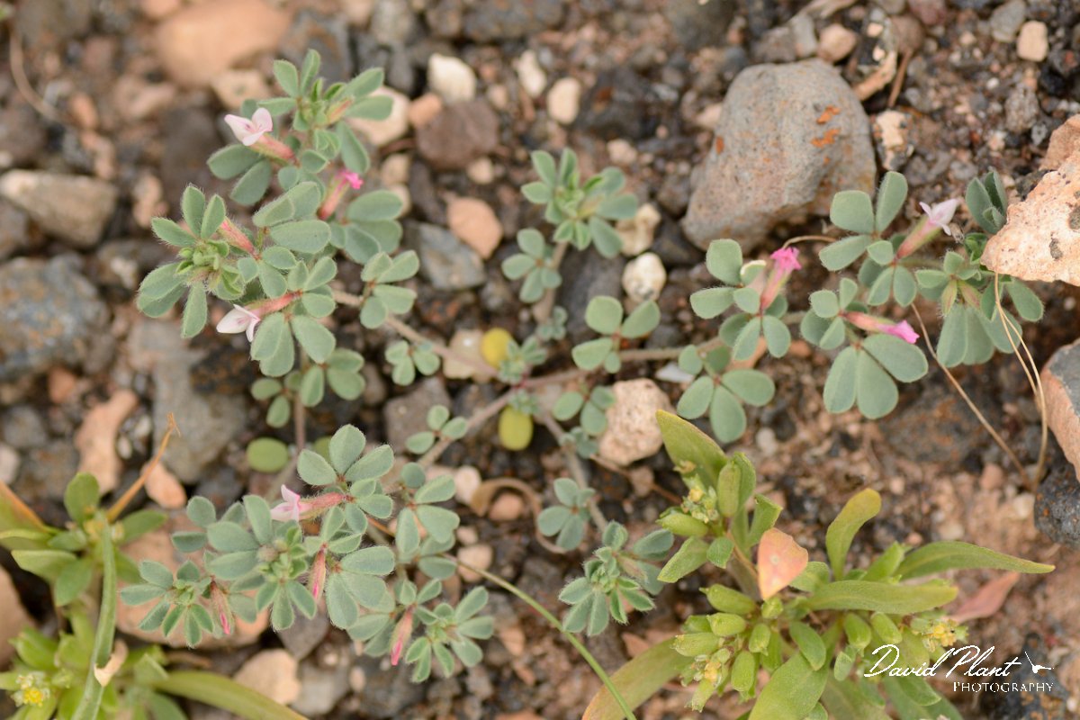 David Plant Photography - Wildlife Photography - Lotus glinoides - A.jpg - Lotus glinoides