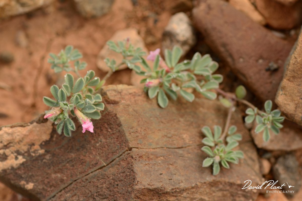 David Plant Photography - Wildlife Photography - Lotus glinoides - B.jpg - Lotus glinoides